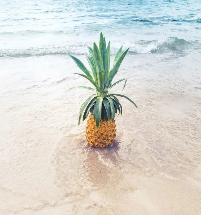 Ananas tropical sur la plage